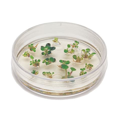 Intro to Plant Cell Culture Kit | EDVOTEK