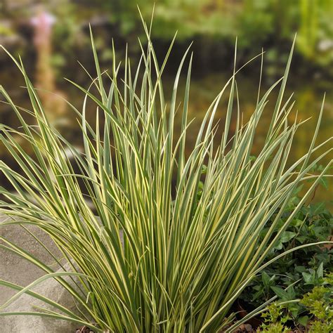 Acorus gramineus Variegatus - Variegated Sweet Flag | Acorus, Ornamental grasses, Buy garden