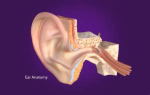 Inner Ear Infection - 3DAnatomica