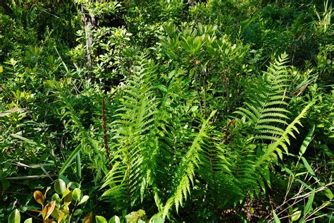 plants cinnamon fern seep wetland Weymouth Woods Kristie G… | Flickr