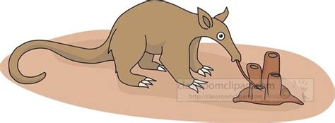 Aardvark Eating Ants