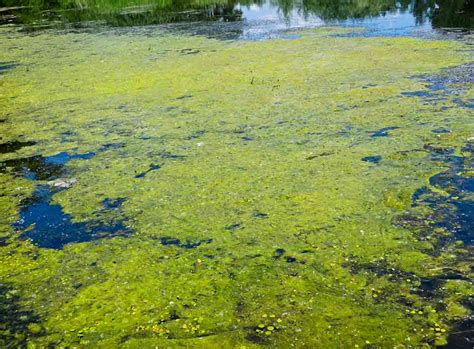 How to Remove Green Algae From a Pond | Checkatrade