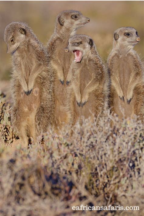 Small Animals of Africa - 'The Small 5' - Going on Safari | Animal habitats, Desert animals, Animals