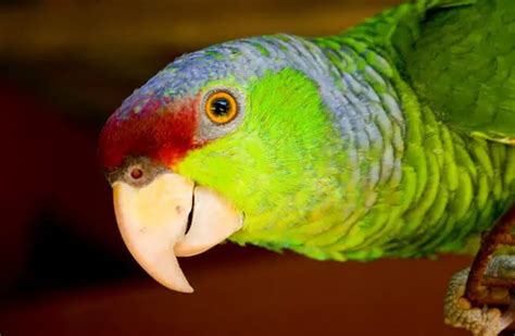 Amazon Parrot - Description, Habitat, Image, Diet, and Interesting Facts