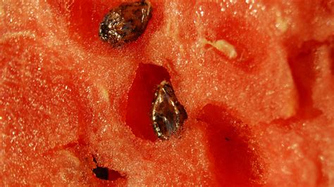 Wallpaper : red, brown, Peach, mouth, seeds, flesh, watermelon, close up, macro photography ...