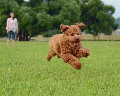 How to stop your dog jumping up, by expert trainer Ben Randall - Country Life