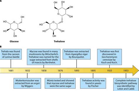 Trehalose sugar sources, uses in foods and trehalose side effects