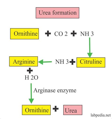 Urine Part 3:- 24 hrs Urine Urea, Urine Urea Nitrogen/24 Hours ...