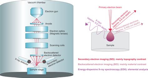 Scanning electron microscopy (SEM) – Thomas Schmid