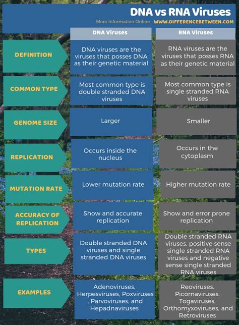 Differences Between DNA and RNA Viruses | Compare the Difference Between Similar Terms