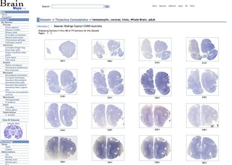 Scientists Just Scanned the Brain of an Animal That’s…