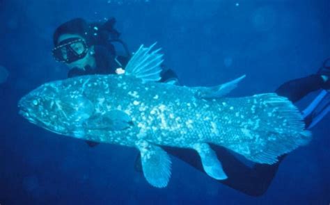 How did the coelacanth survive extinction? (Coelacanthiformes)