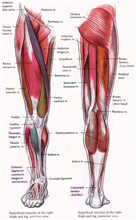 leg muscles : Biological Science Picture Directory – Pulpbits.net