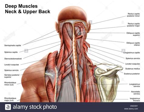 Download this stock image: Human anatomy showing deep muscles in the ...