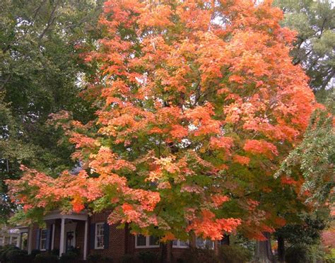 Fall Colors (Warrenton, NC) | ThriftyFun