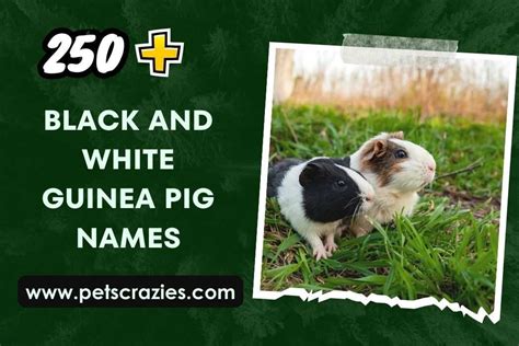 250+ Black And White Guinea Pig Names