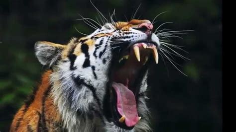 Tigre rugido - Tiger's roar sound - high quality - the best - YouTube