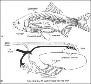 The Bloater: A Complicated Story | OSU Bio Museum