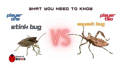 Stink Bugs vs. Squash Bugs- What You Need to Know – School Of Bugs