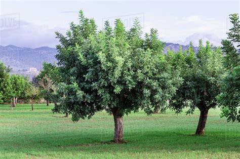 Carob trees - Stock Photo - Dissolve