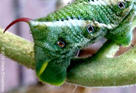 Spiracles on Tobacco Hornworm - What's That Bug?