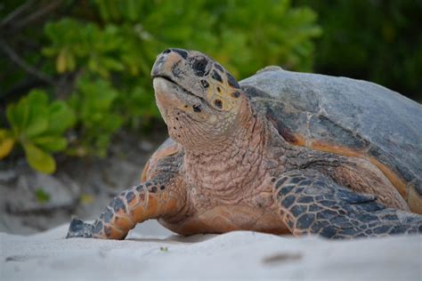 Seriously! 41+ Facts About Hawksbill Turtle Habitat? It is the only extant species in the genus ...