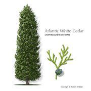 Atlantic White Cedar