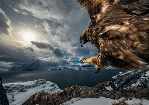 A golden eagle in Norway [3000x2134] Photo by Audun Rikardson, Wildlife ...