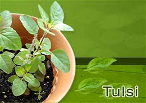 Tulsi Plant - Medicinal Plant Tulasi, Holy Basil Tulsi, Tulsi Leaf