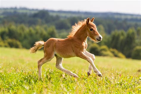 Mini horses still deserve BIG coverage! Protect your mini muzzles and hooves with ...