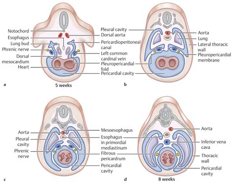 20 The Pericardium | Radiology Key