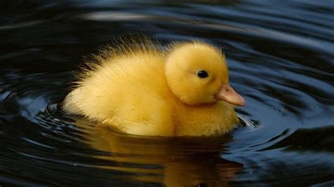 Cute Duck bébé-Animaux HD Fond d'écran Aperçu | 10wallpaper.com