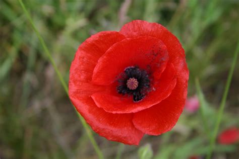 Poppies: The Symbol of Memorial Day - Garden Goddess Sense and ...