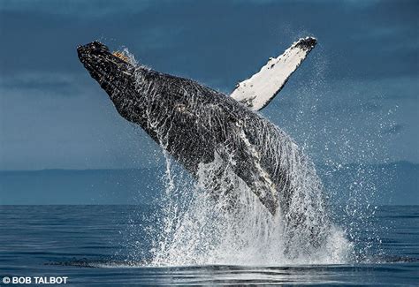 Bob Talbot: A Spirit of Ocean Activism - Divers Alert Network