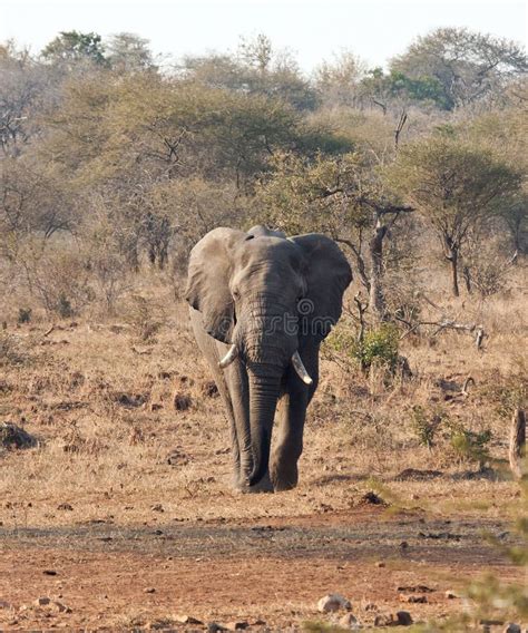 Elephant Bull with Large Tusks Approaching Stock Image - Image of nature, loxodonta: 17825351