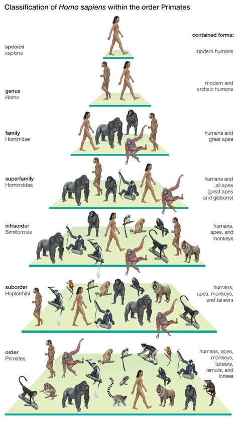 Pin by Piesek w Kratkę on Human Evolution | Evolution science, Human ...