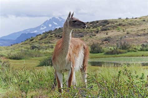 Guanaco, Torres del Paine. | womboyne7 | Flickr