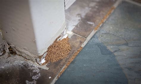 Carpenter Ant Frass vs Termite Frass: Key Differences - Wiki Point