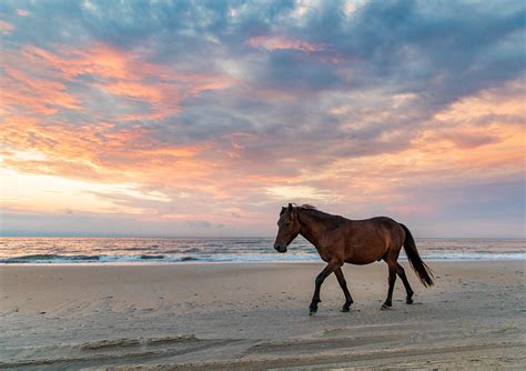 Wild Horses of the Outer Banks — Mark Buckler Photography