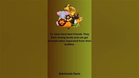 Animals Facts - 12 - YouTube