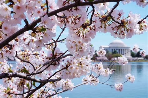 When Is Cherry Blossom Season In Washington Dc 2024 - Casey Cynthea
