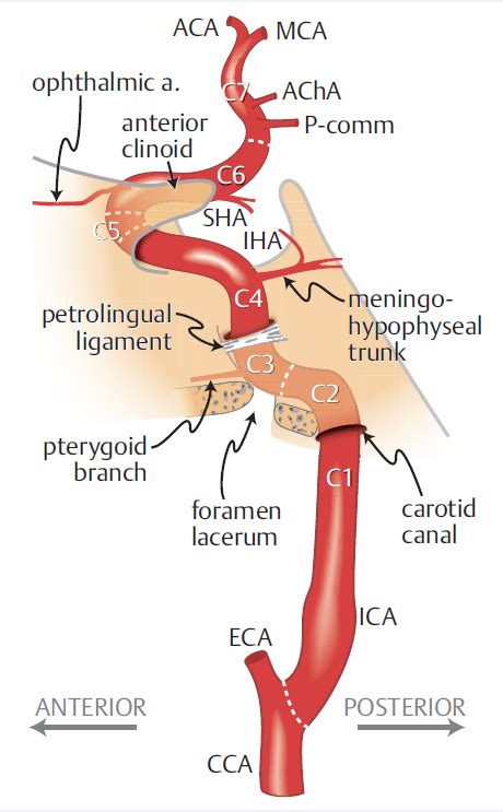 Clinical basis for the knowledge of anatomy of the carotid artery: A ...