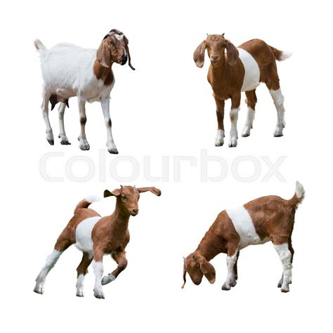 Boer-Goat-farming | Petcon News Me