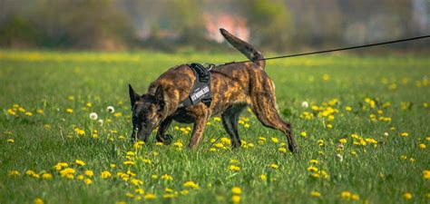 What Are The Best Sniffer Dog Breeds ? K10 Workingdogs Holland