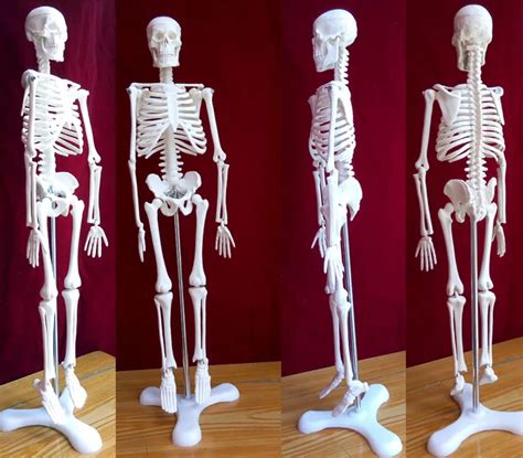 45cm human skeleton medical model torso anatomy skeleton dental ...