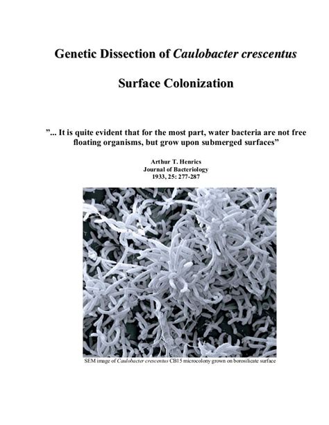 Caulobacter crescentus Surface Adherence As A Developmental Process