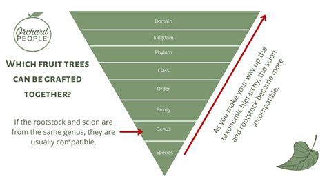 The Simple Art of Grafting Fruit Trees: A Complete Guide