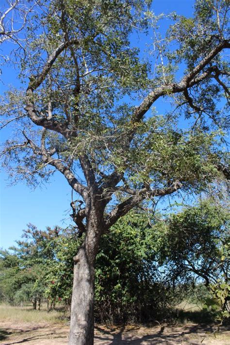 The marula tree - Big 5 Blog