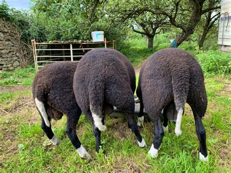 3 Pedigree Zwartbles Breeding Lambs, Rams | SellMyLivestock - The Online Livestock Marketplace