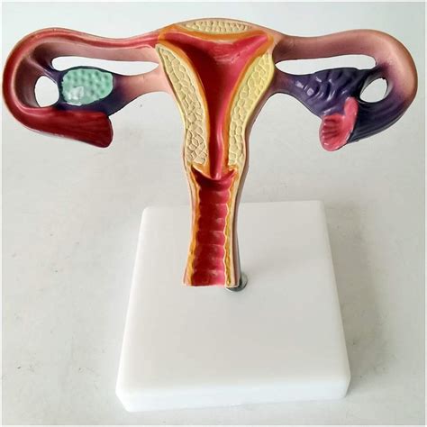 Buy Uterus Model - Organ Uterus Anatomy Model Anatomical Model - Uterus Medical anatomical model ...